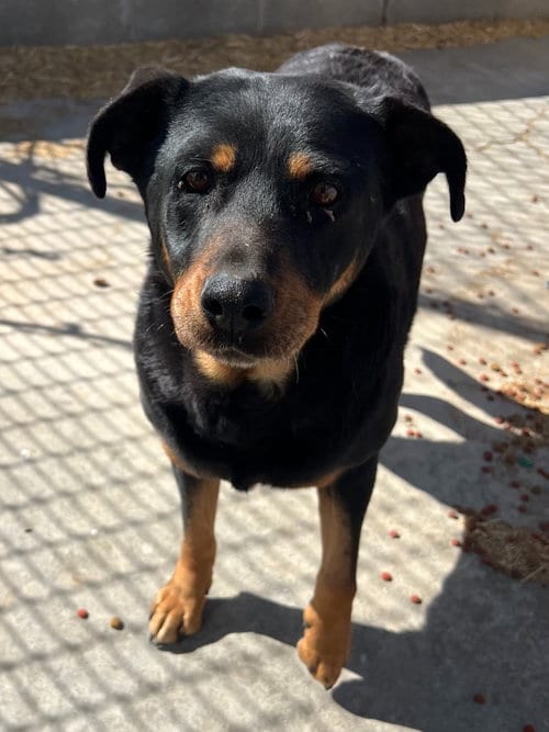 Photo of Charlotte, adoptable senior Rottweiler in Salt Lake City, Utah