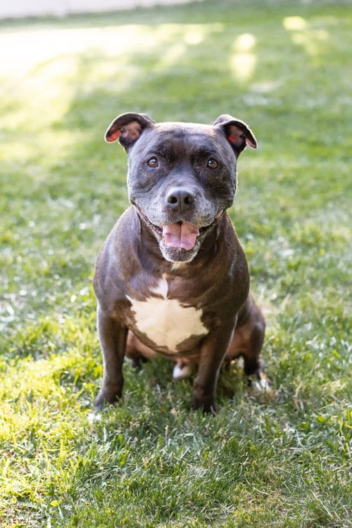 Photo of Puppy, adoptable senior Staffordshire Bull Terrier in Crete, Illinois