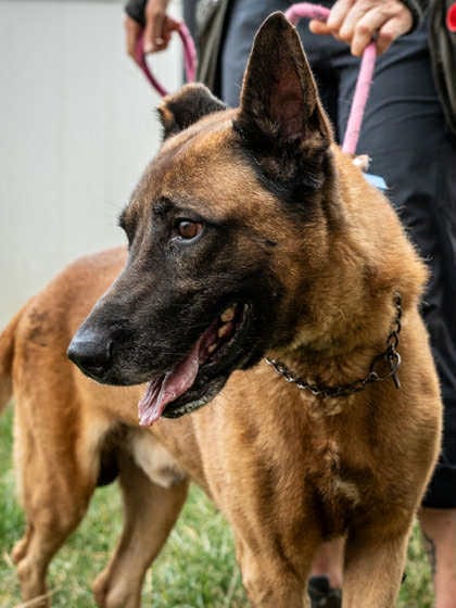 Photo of Tiago - Located in FL, adoptable senior Belgian Shepherd Malinois in Imlay City, Michigan