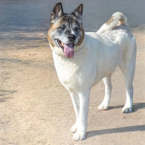 Photo of Keagan, adoptable senior Akita in St Louis, Missouri