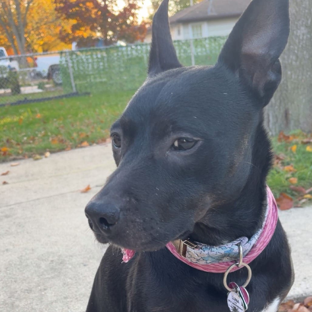 Photo of Luna - Home to Home, adoptable senior Shepherd in South Elgin, Illinois