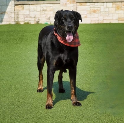 Photo of Deeno, adoptable senior Rottweiler/Mix