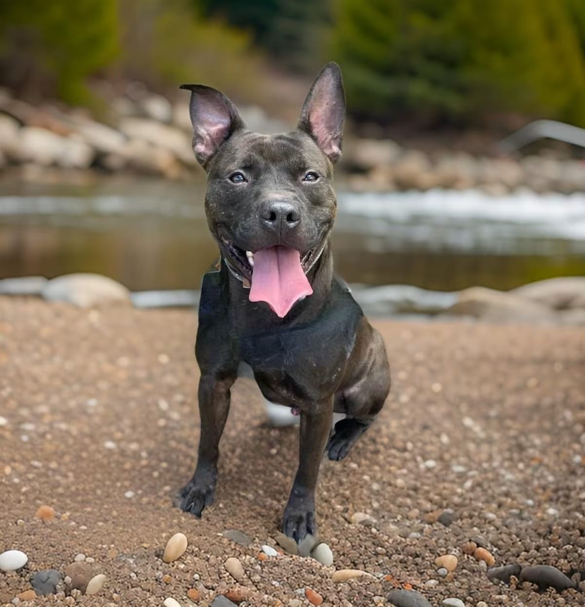 Photo of Zazu, adoptable senior American Pit Bull Terrier in Sebastian, Florida