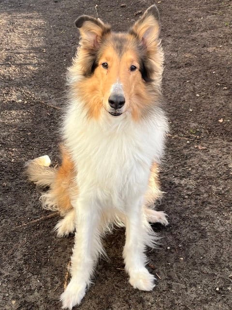 Photo of Scout, adoptable senior Collie in Bellevue, Washington