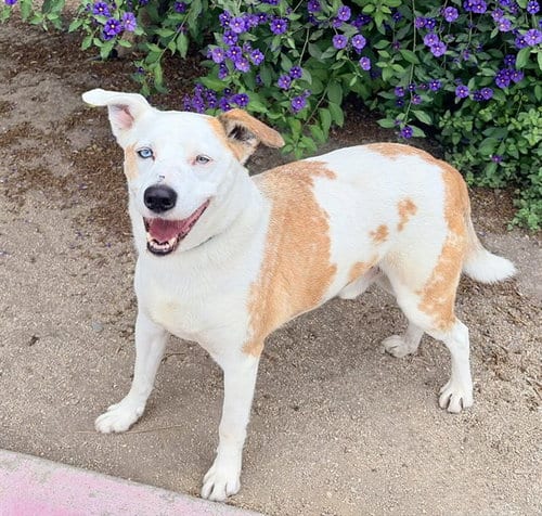 Photo of Manchas, adoptable senior Queensland Heeler in Salinas, California