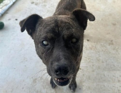 Photo of Winston, adoptable senior Mountain Cur in Anniston, Alabama