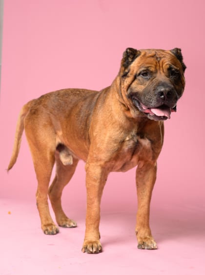 Photo of Jackson, adoptable senior dog in Atlanta, Georgia