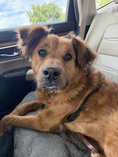 Photo of Bruno, adoptable senior Golden Retriever in Petaluma, California