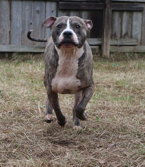 Jake McCleod, adoptable senior American Bulldog in Jackson, MS