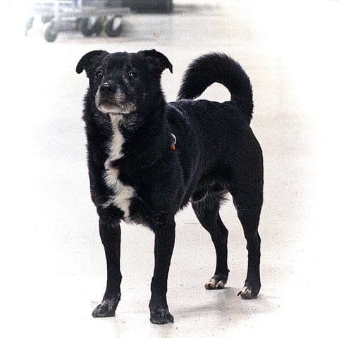 Photo of Bear, adoptable senior Terrier in Utica, Michigan