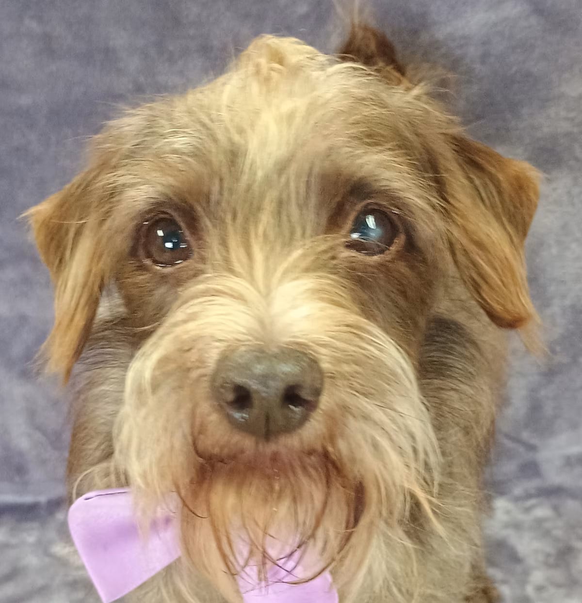 Photo of Rusty, adoptable senior Schnauzer (Miniature) in Lodi, California