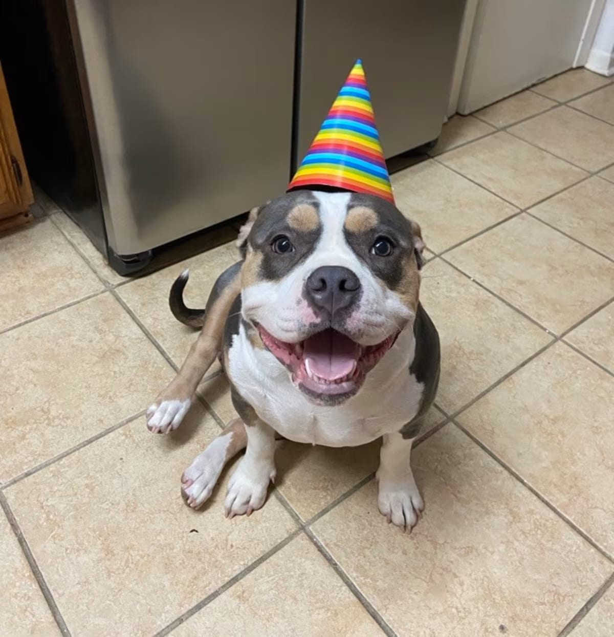 Photo of Cali, adoptable senior American Bulldog in Dallas, Texas
