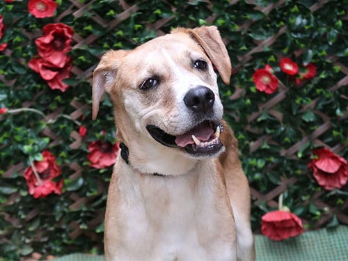 Photo of Koda, adoptable senior Boxer in Charlotte, North Carolina