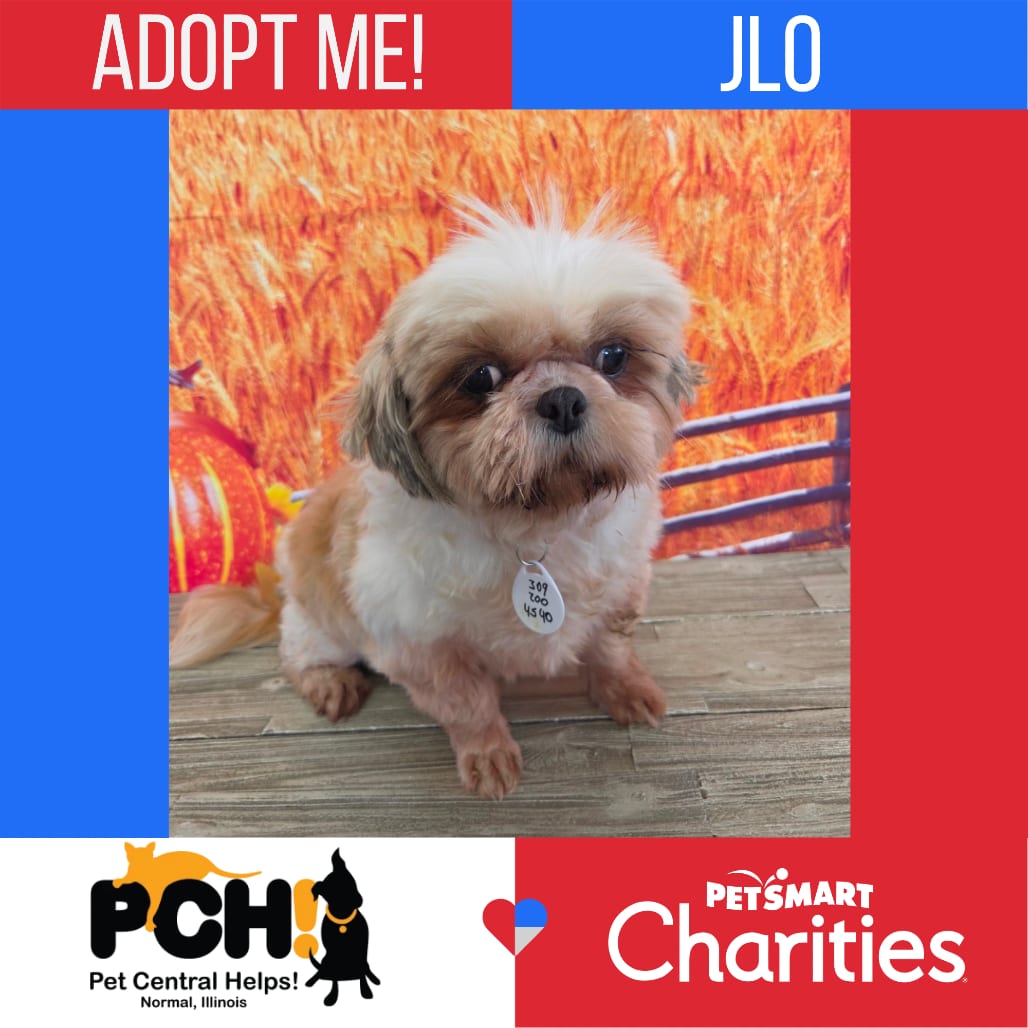 Photo of JLo, adoptable senior Shih Tzu in Normal, Illinois