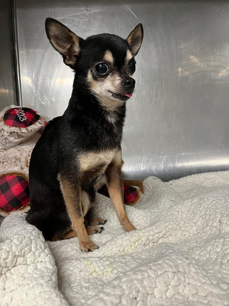 Photo of Chomps, adoptable senior Chihuahua in Brazil, Indiana