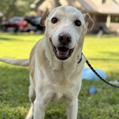 Photo of Marge (& Homer), adoptable senior Labrador Retriever in Yardley, Pennsylvania