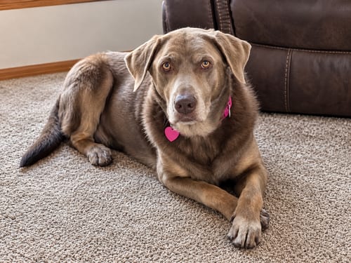 Photo of Gracie, adoptable senior Labrador Retriever in Clovis, California