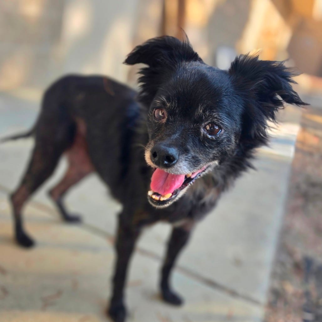 Photo of Sallie- City of Industry Location, adoptable senior Chihuahua, Long Coat / Mix