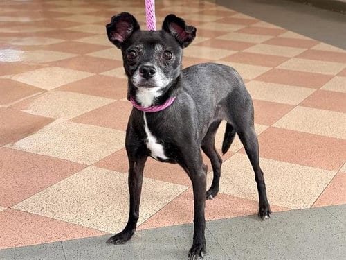 Photo of Sandwich, adoptable senior Terrier in Martinez, California