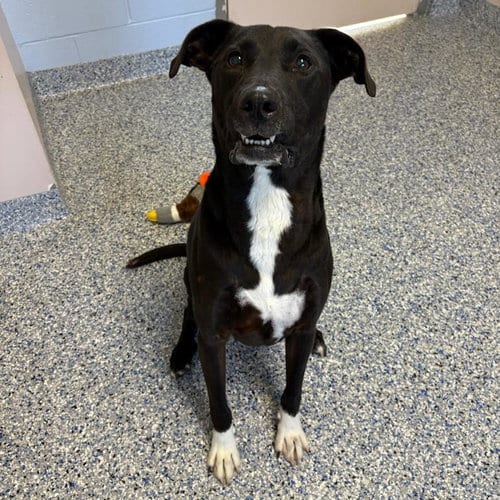 Photo of Olivia, adoptable senior Unknown breed in Shelburne, Vermont