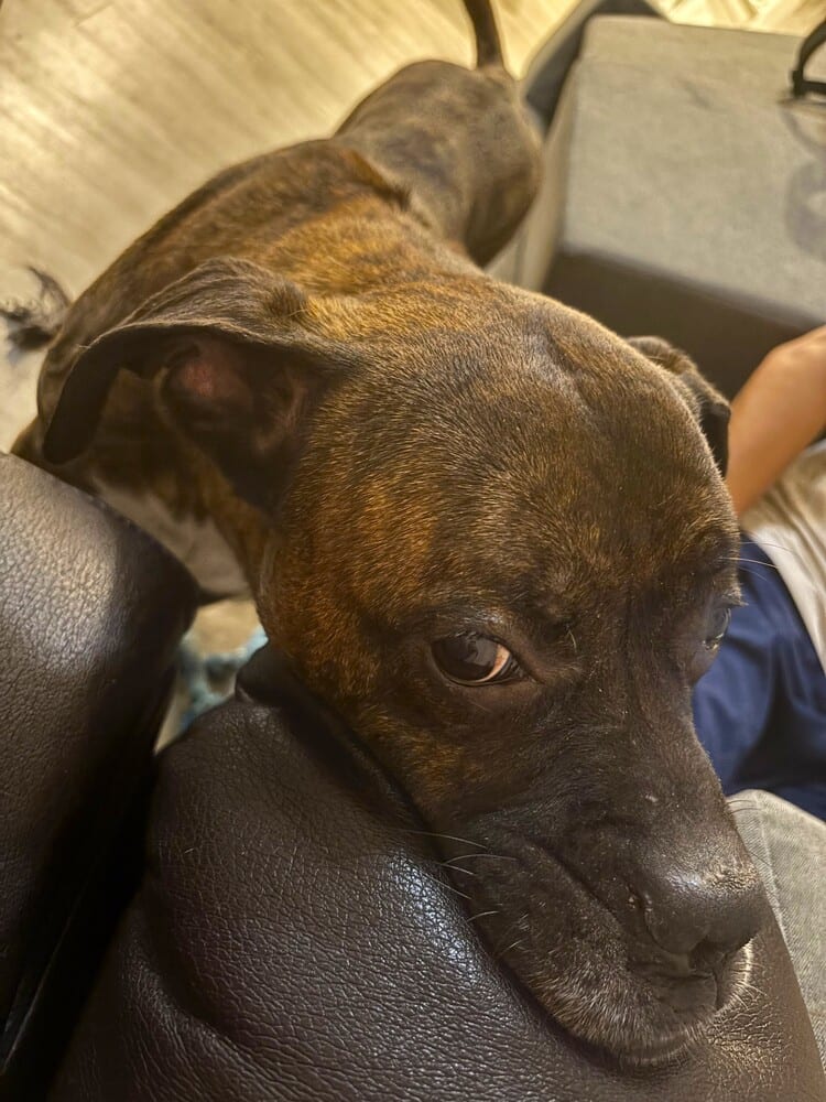 Photo of Hercules II, adoptable senior Boxer in Austin, Texas