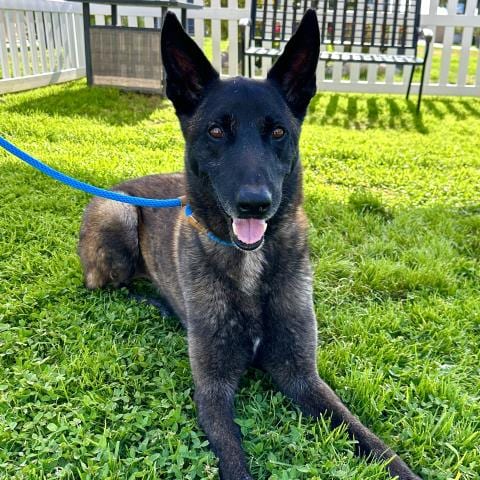 Photo of Flex, adoptable senior Belgian Shepherd Malinois in Camarillo, California