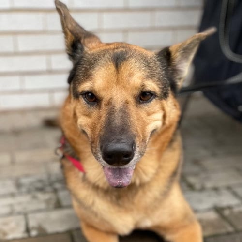 Photo of Novak, adoptable senior German Shepherd Dog in Canton, Connecticut