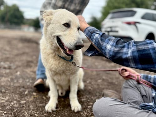 Photo of Rocco, adoptable senior German Shepherd Dog in San Diego, California