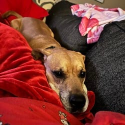 Photo of Buddy, adoptable senior Rhodesian Ridgeback Black Mouth Cur in Chattanooga, Tennessee