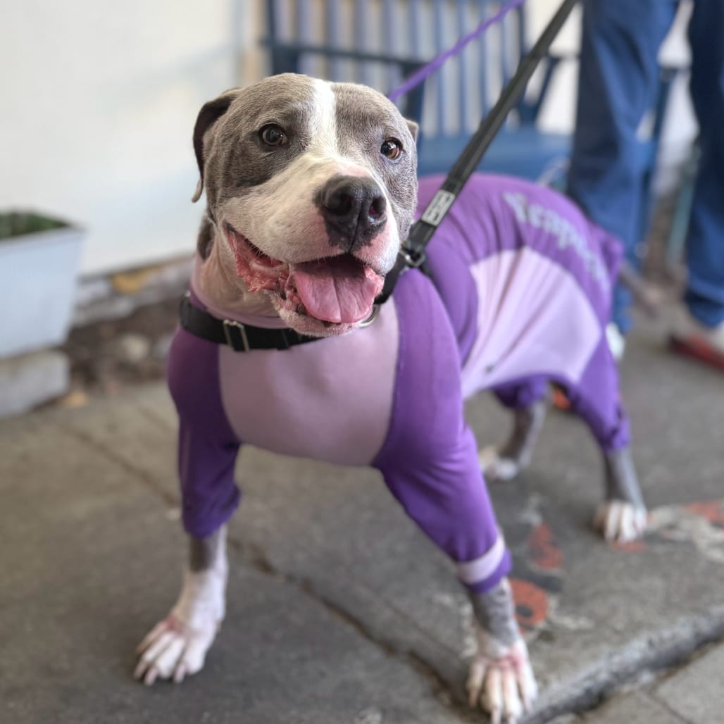 Photo of Ruckus, adoptable senior Mixed Breed (Large) in San Francisco, California
