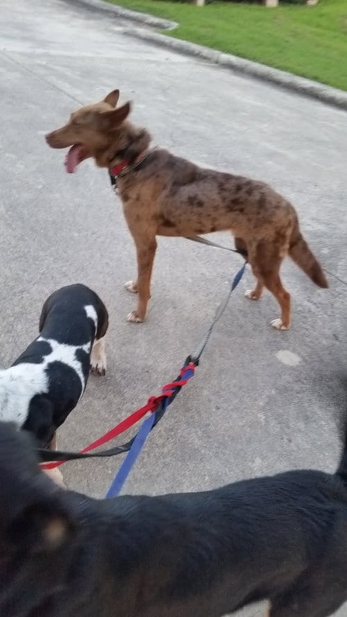 Kodiak, adoptable senior Border Collie in Pipe Creek, TX