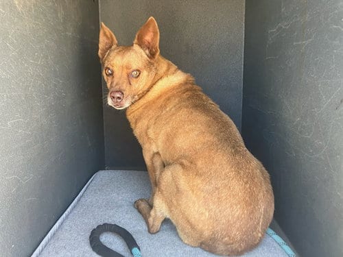 Photo of Dancer, adoptable senior Australian Terrier in Lompoc, California