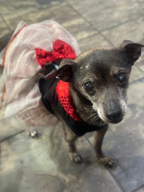 Photo of Blanche, adoptable senior Chihuahua in Newport Beach, California