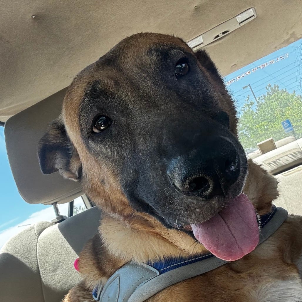 Photo of Goddess, adoptable senior Shepherd, Belgian Malinois in Nederland, Colorado