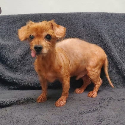 Photo of Boots (7182), adoptable senior Yorkshire Terrier Yorkie in Lake City, Michigan