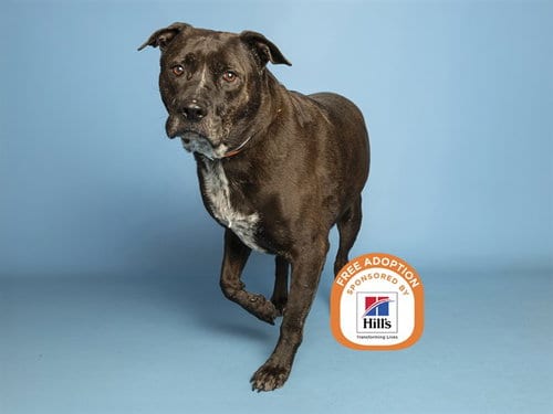 Photo of Julian, adoptable senior American Pit Bull Terrier in Phoenix, Arizona
