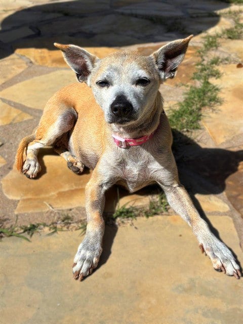 Photo of Annie, adoptable senior Whippet in Agoura, California