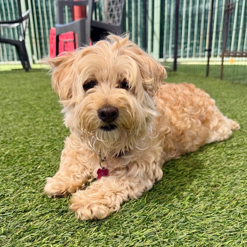 Photo of Piper, adoptable senior Terrier, Yorkshire, Yorkie / Poodle in Agoura Hills, California