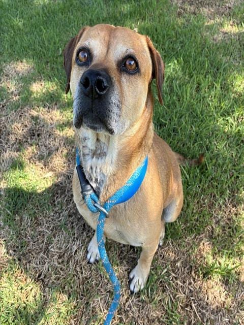 Photo of Paco, adoptable senior Beagle in Riverside, California