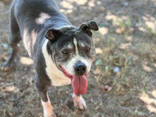 Photo of Texas, adoptable senior Pit Bull Terrier in Tulsa, Oklahoma