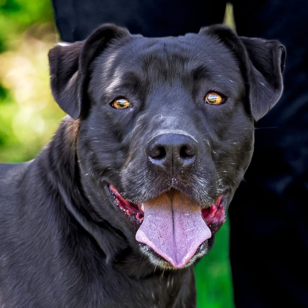 Photo of London, adoptable senior Retriever, Black Labrador / Mixed Breed (Medium) in Weatherford, Texas