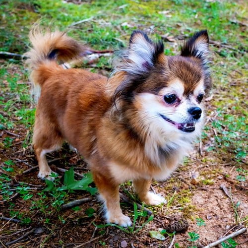Photo of Darling Darcy, adoptable senior Chihuahua in Franklin, Tennessee
