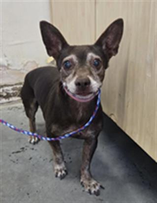 Photo of Itzel, adoptable senior Chihuahua in Camarillo, California