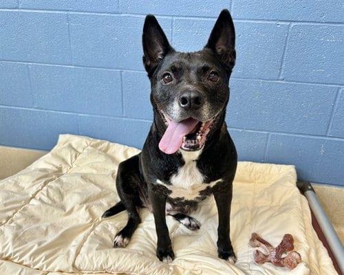 Photo of Macie, adoptable senior American Staffordshire Terrier in Raleigh, North Carolina