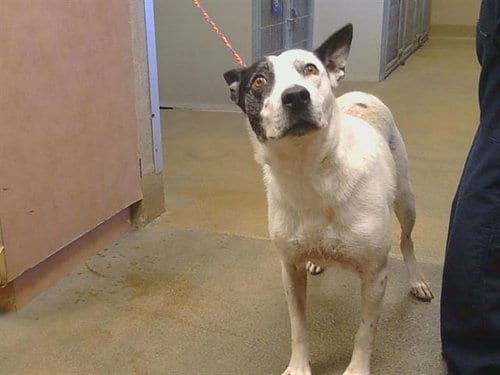 Photo of Sally Sue, adoptable senior Australian Cattle Dog/Blue Heeler in Sacramento, California