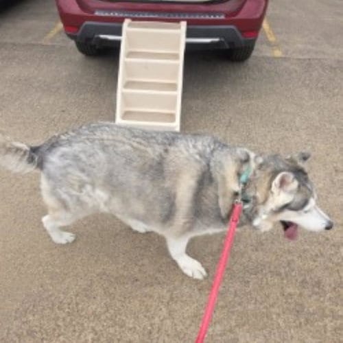 Photo of Oakley, adoptable senior Siberian Husky in Houston, Texas