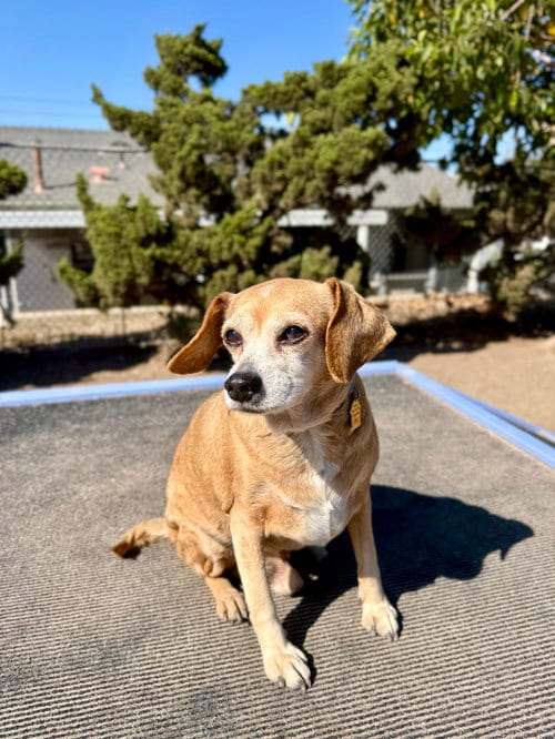 Photo of Ollie, adoptable senior Beagle in Seal Beach, California