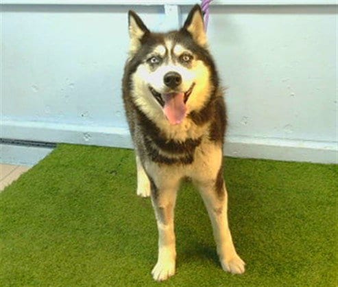 Photo of Nala, adoptable senior Siberian Husky in Gardena, California