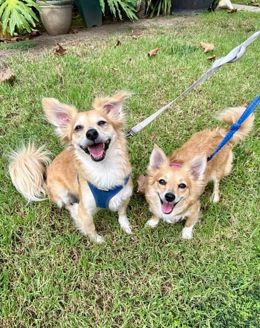 Photo of Nova, adoptable senior Chihuahua in Eugene, Oregon