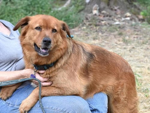 Photo of Tank (Trinity), adoptable senior Shepherd in Brewster, New York